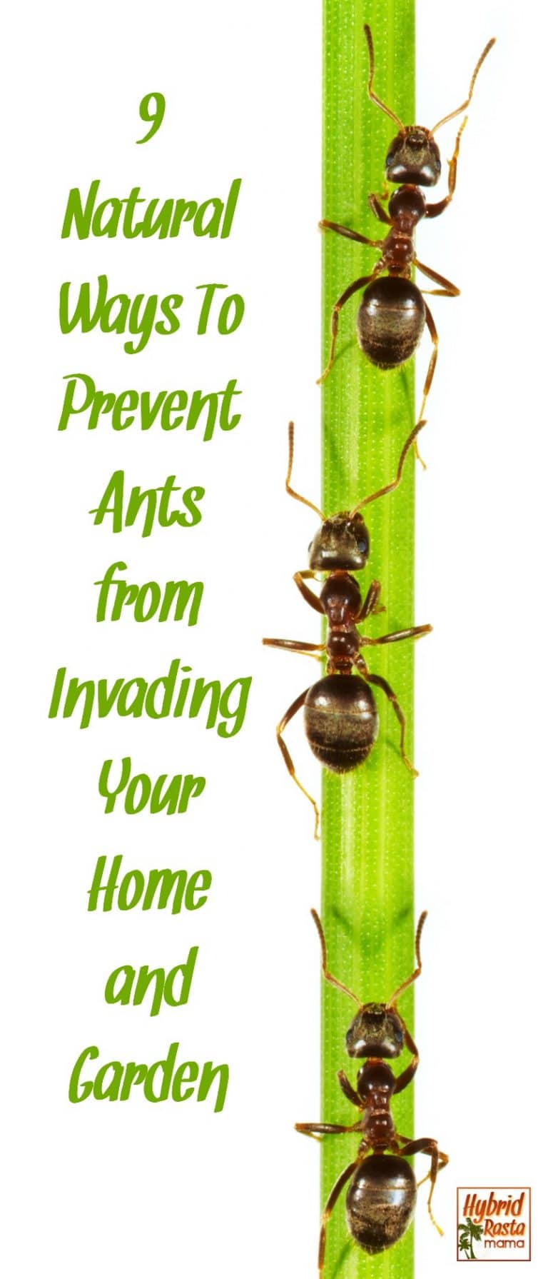 9 Natural Ways To Prevent Ants from Invading Your Home and Garden by