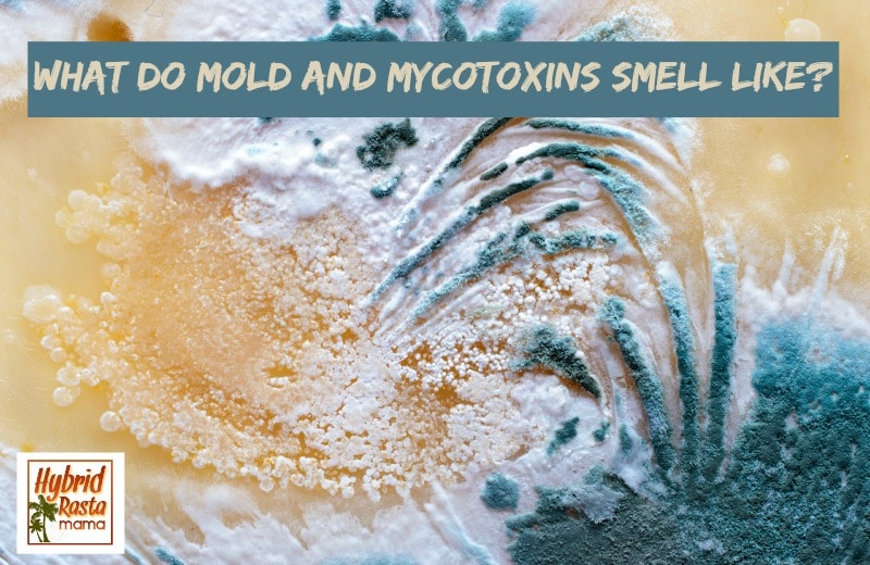 What Does Mold Smell Like? by Hybrid Rasta Mama