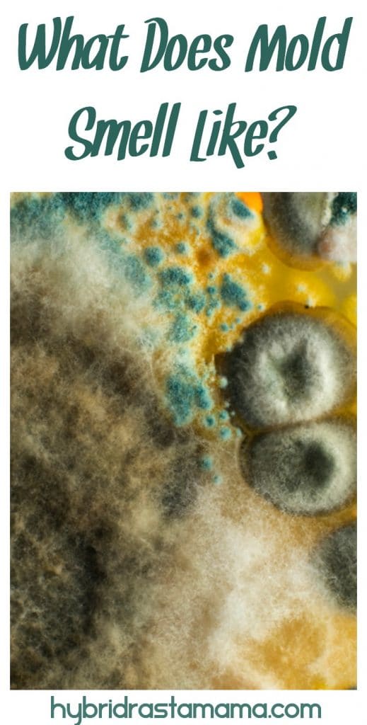 What Does Mold Smell Like? by Hybrid Rasta Mama